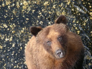 What's cooking says Barney the Grizzly Bear at Rivers Inlet What's cooking says Mr. Grizzly Bear Rivers Inlet