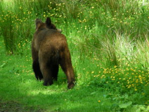 Grizzly Bear enjoying nature Rivers Inlet Grizzly Bear enjoying nature Rivers Inlet