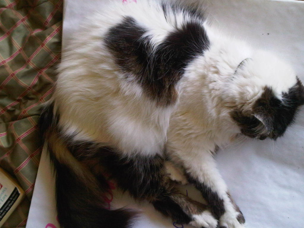 Mitzie practicing peace